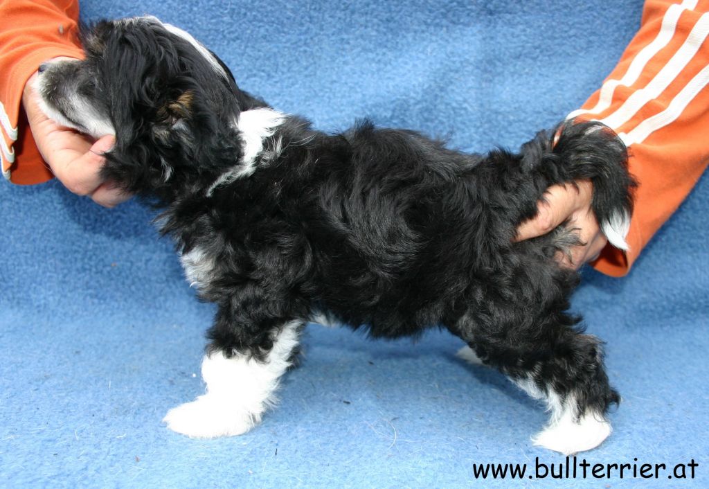 Laureola's Uptown Girl