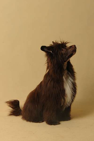 Danio Zaczarowany Flet