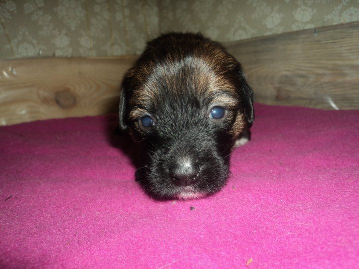 Rose Of Aiden Princess Of The Dawn