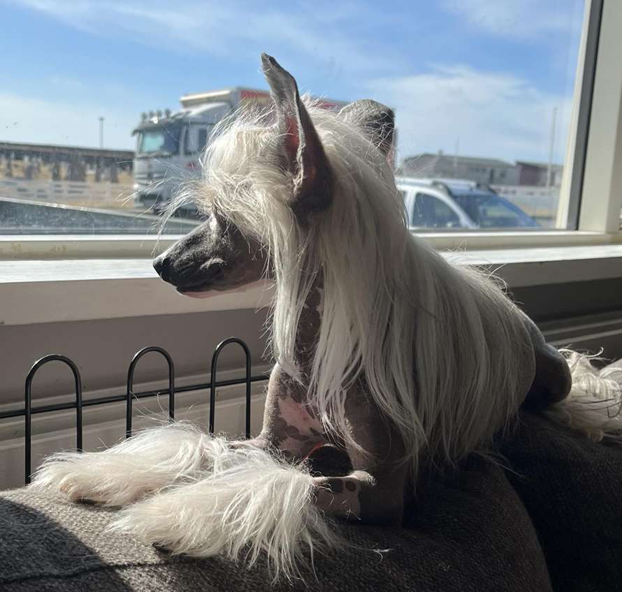 Practical Hero Alice in Wonderland