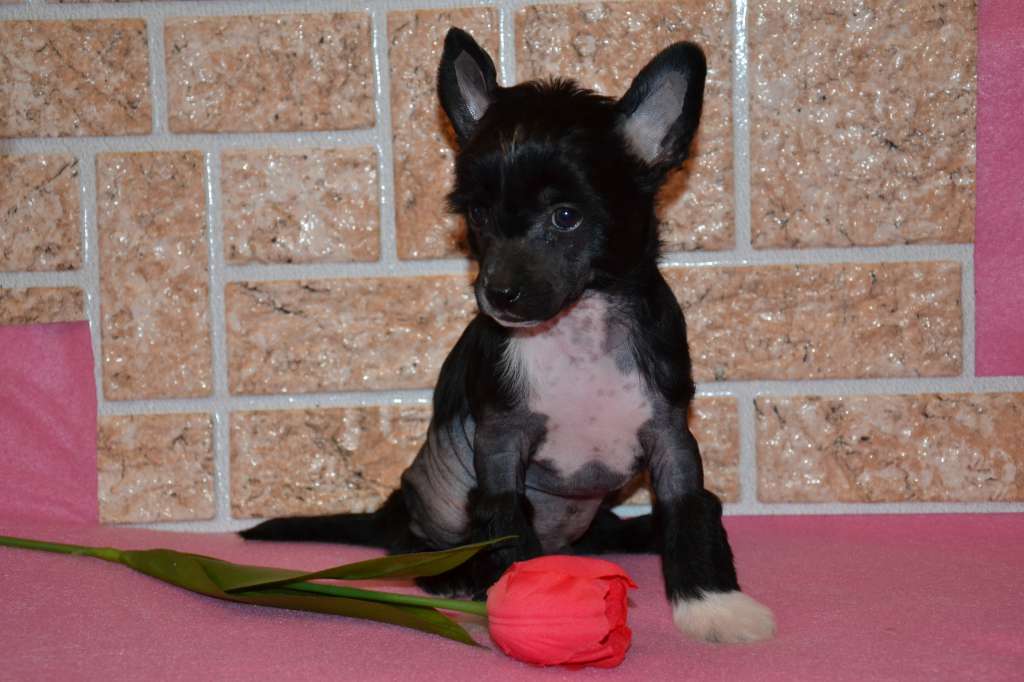 Feeriya Magic Versal'