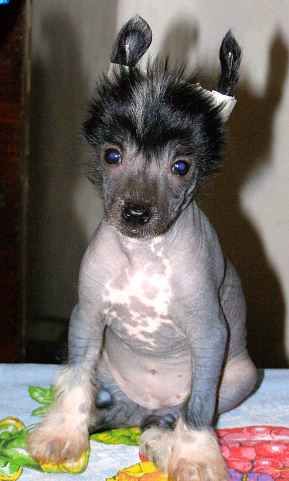 Mon Cher Petit Afanasiya