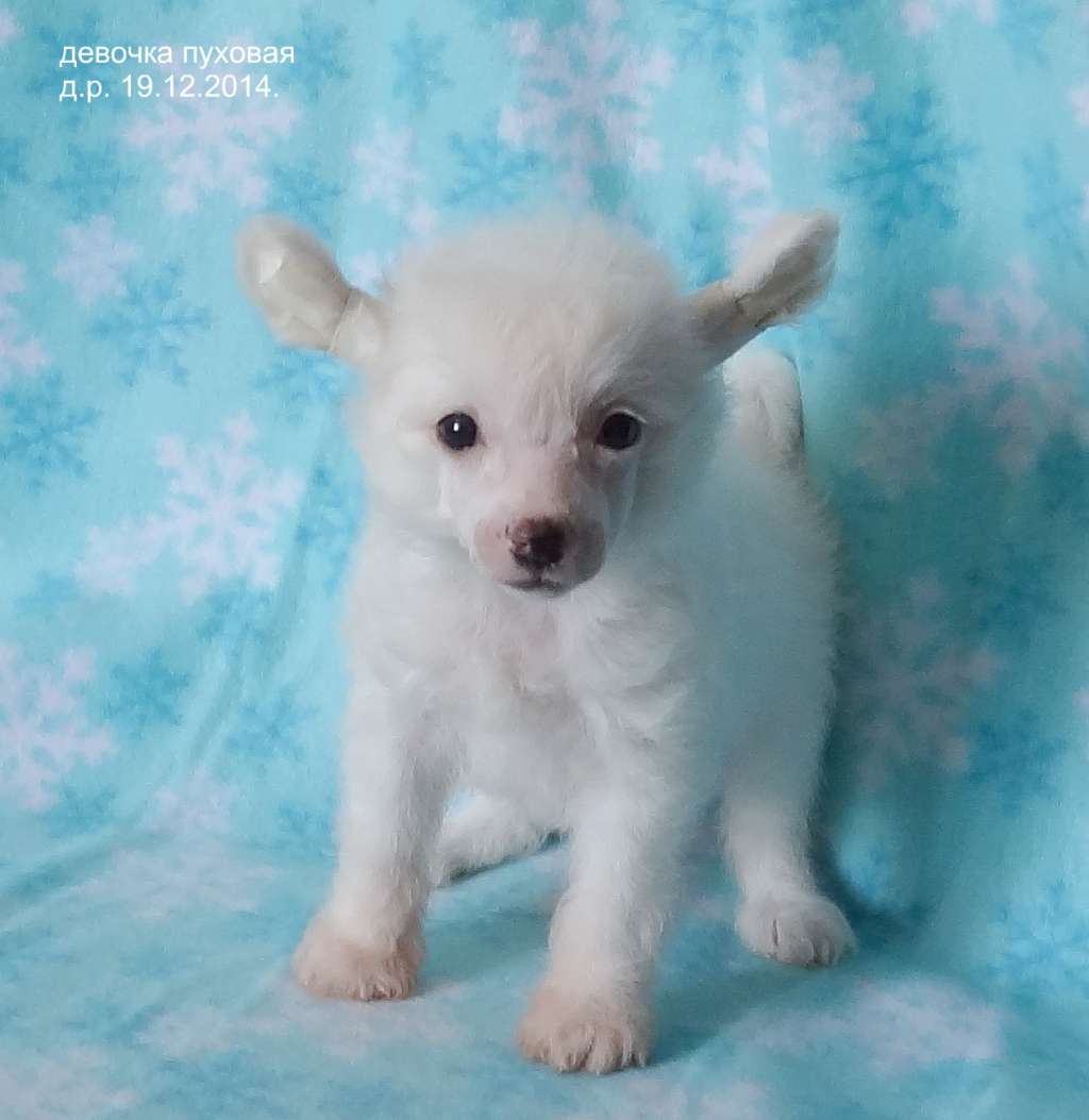 Naimuluna Line Iskra (puff)