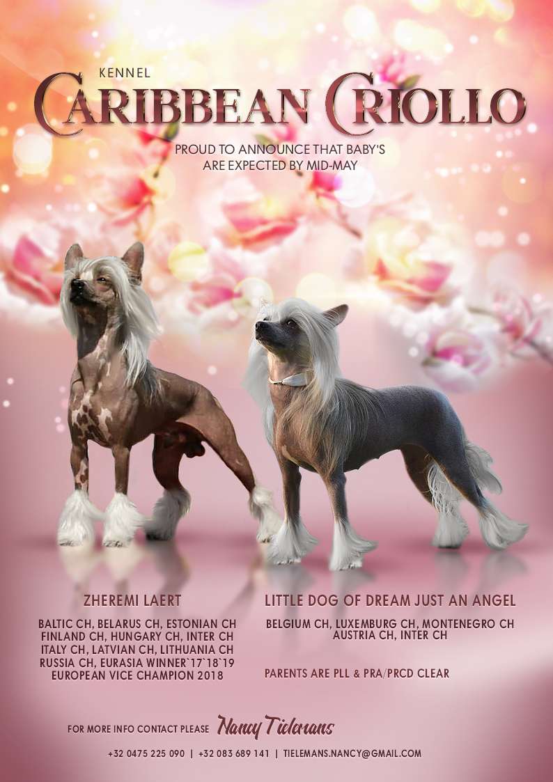 Little Dog Of Dream Just an Angel