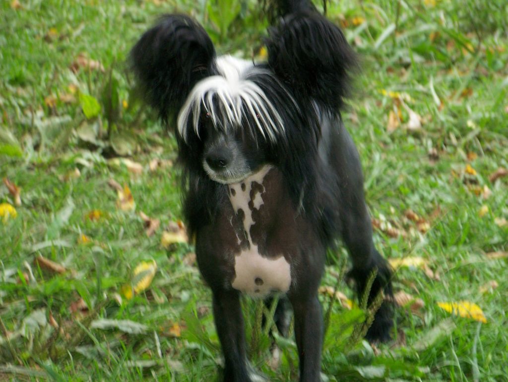 SF Dancing Dani Dyna-Mite