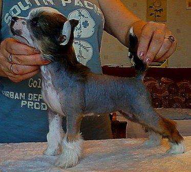 Sapfir iz Tsarskogo Sela Carevna Lebedi