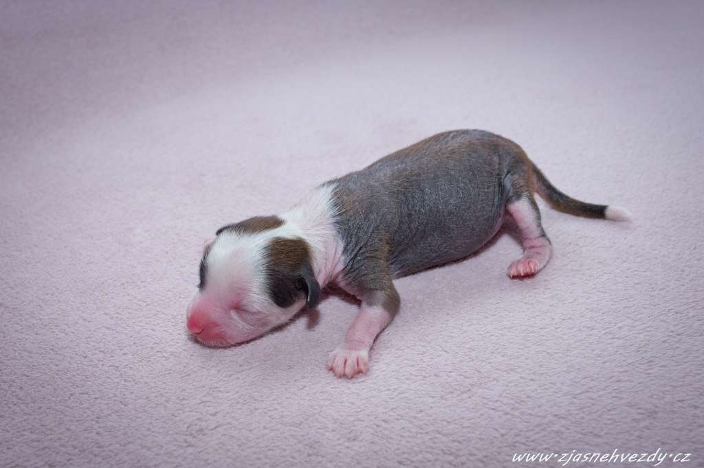 Ice Star z Jasne hvezdy