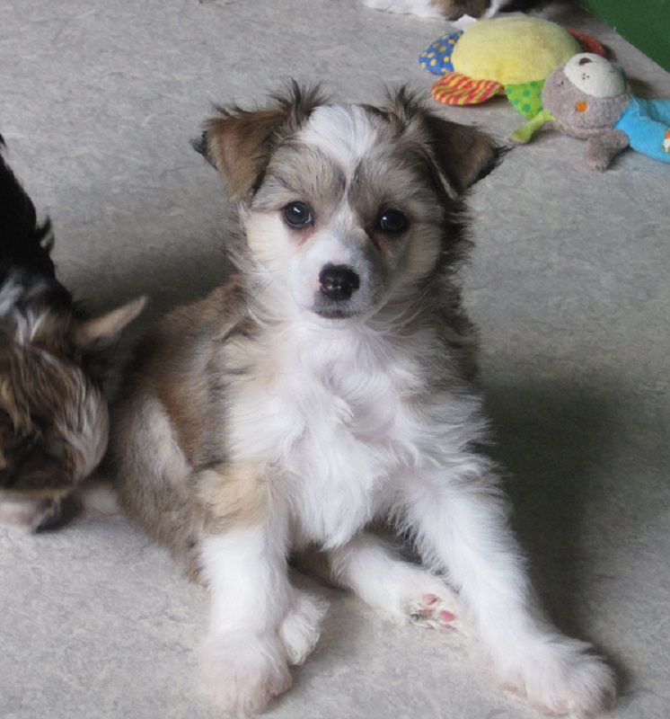 Skyfall von den Windpferden