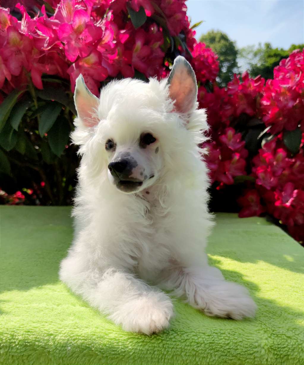 Saint Laurent Crystal Ice