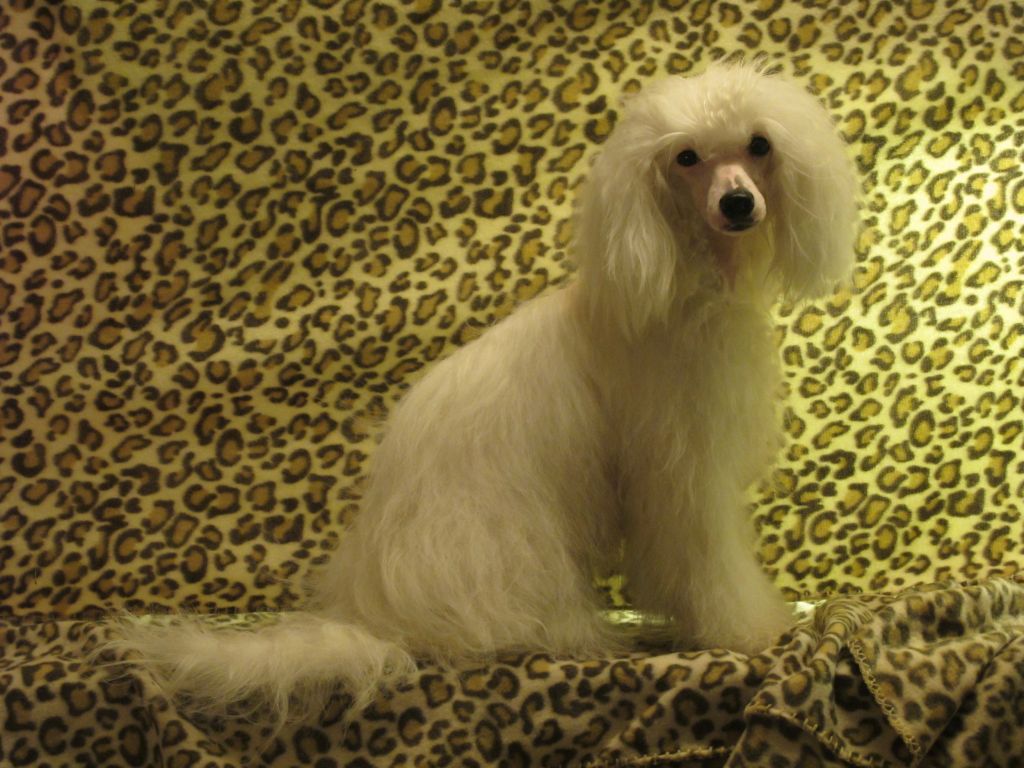 Chinese Line Diamonds and Pearls