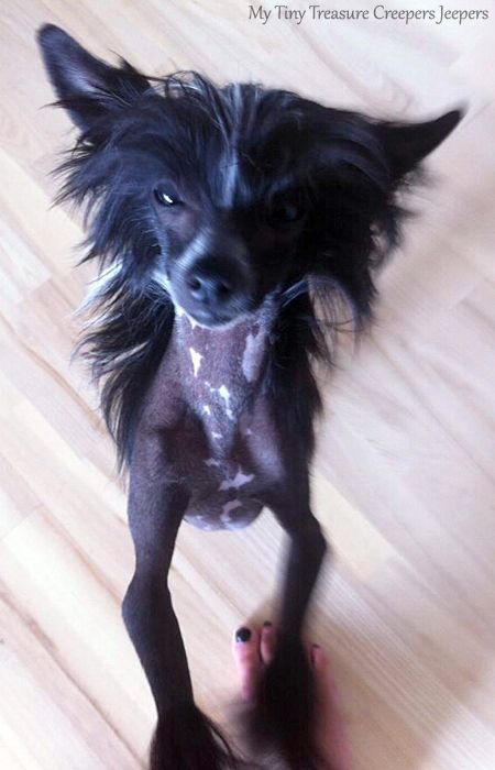 My Tiny Treasure Creepers Jeepers