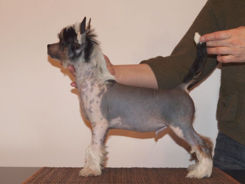 Zholesk Indiana Jones