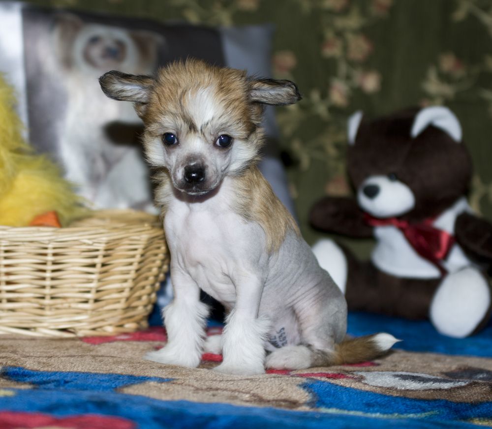 Alfa Laval Uta Caroline