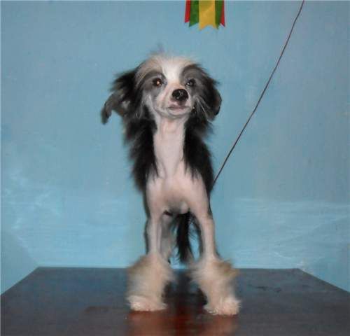 Noric Ace Of Diamonds Minodora