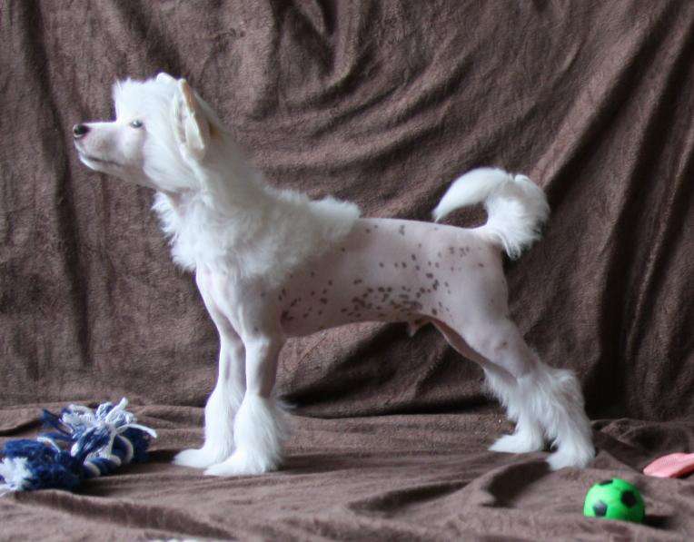 Kinu Arkliukas Ajax' Rafael Polar Star