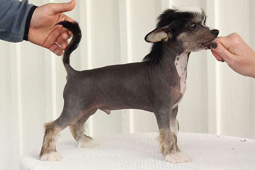 Drömtorpet's Pewdiepie hard as Onyx