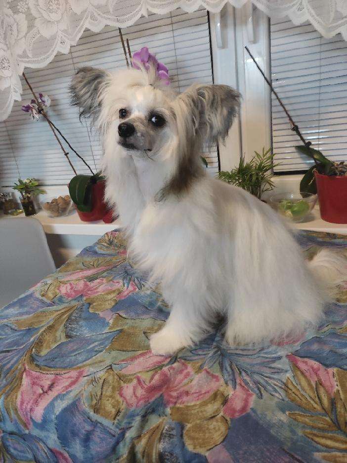 Orchidea z Pulnocního dvora