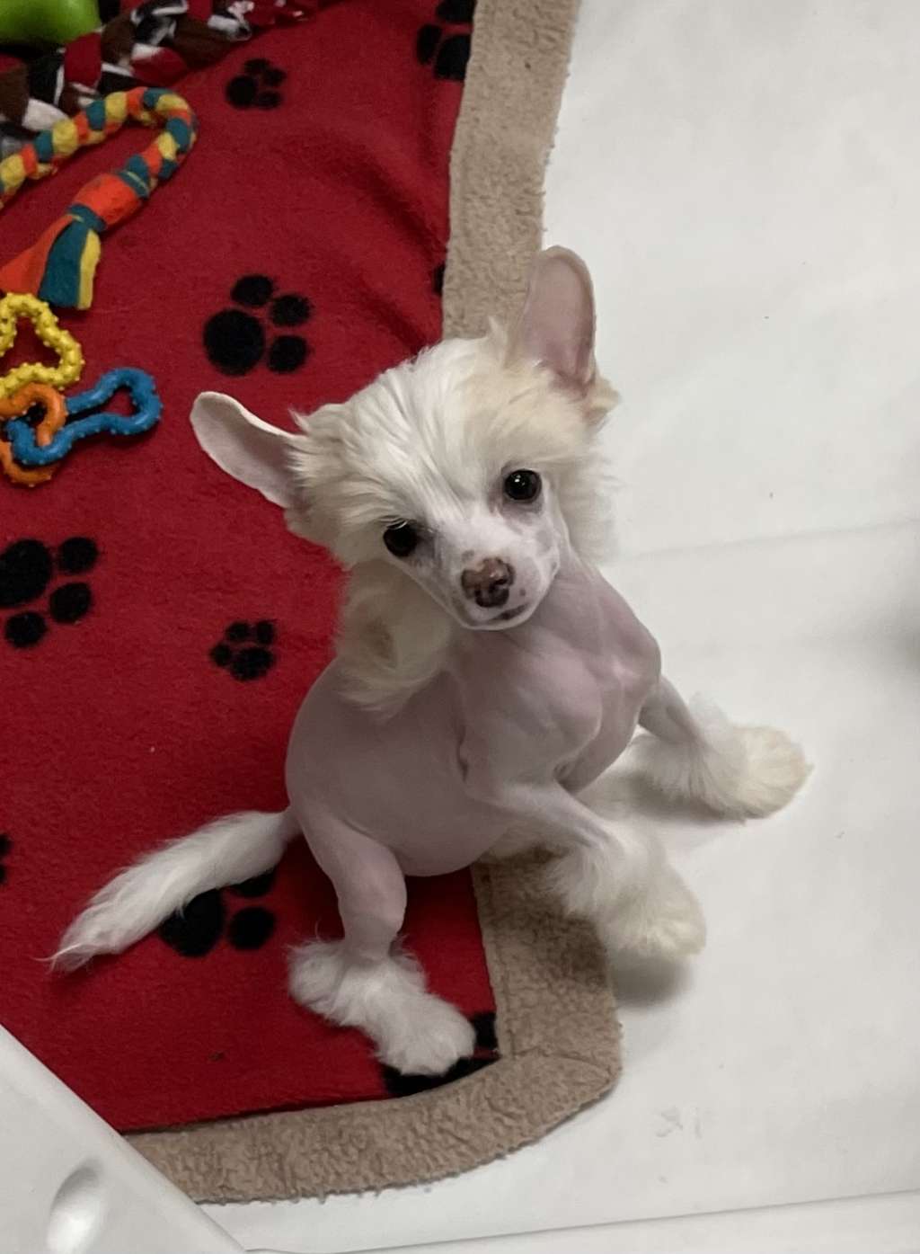 Sassytails Cream Delight