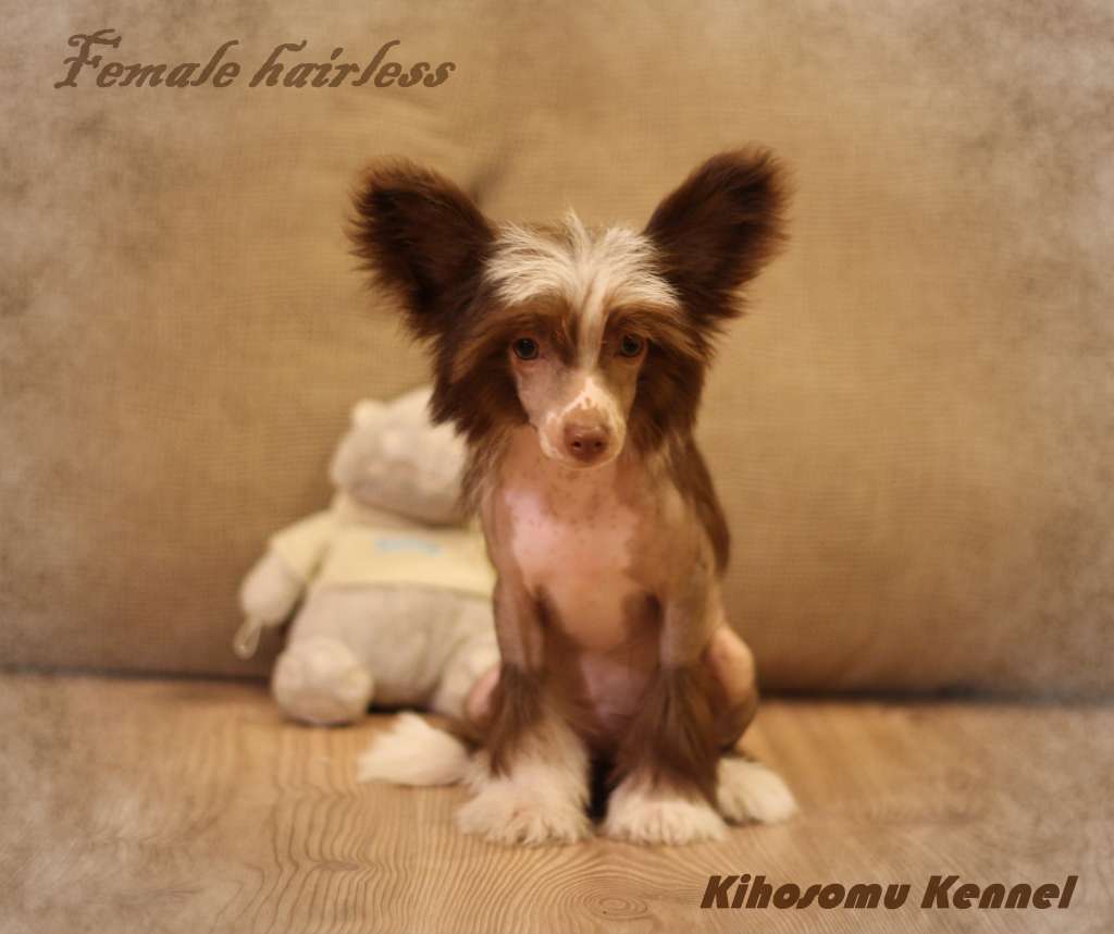 Kihosomu Jivanchy angel