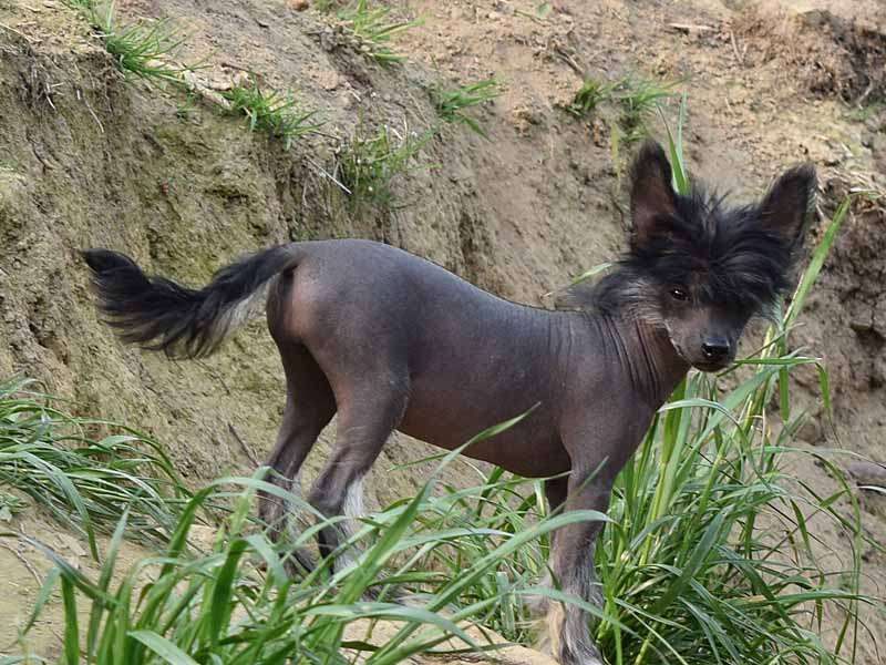 *Black Fairies* Fayette the divine Queen of Han