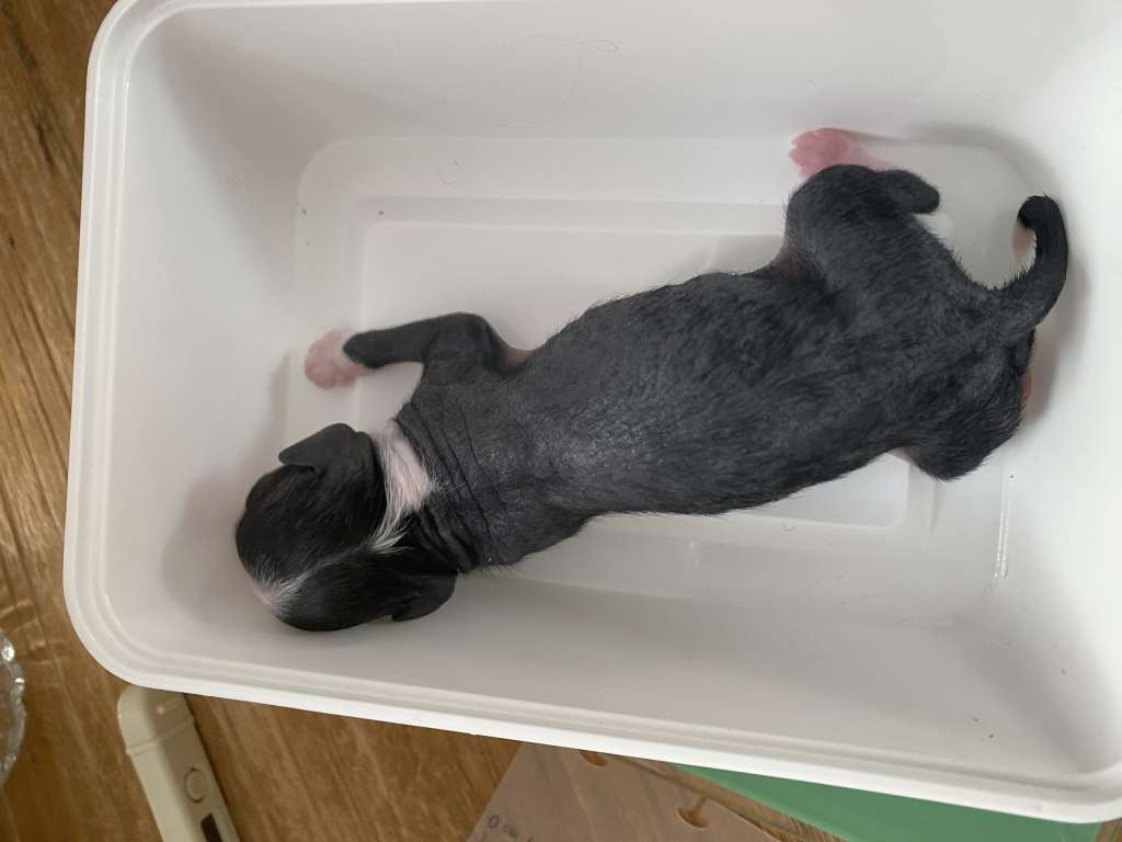 Kameleondogs kennel Yuki