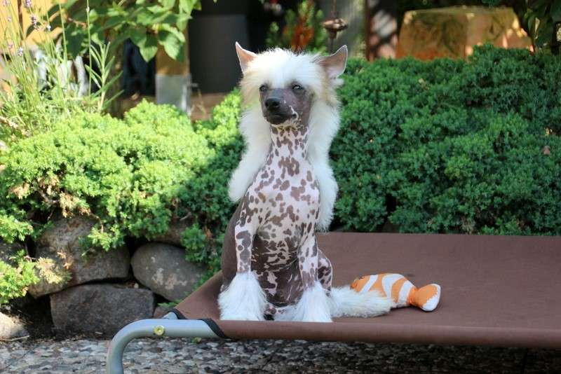 Solino's Tango Foxtrot