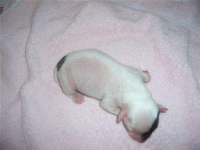 Picture