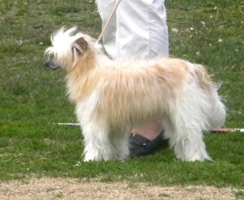 Lovinda's Amazing Azita