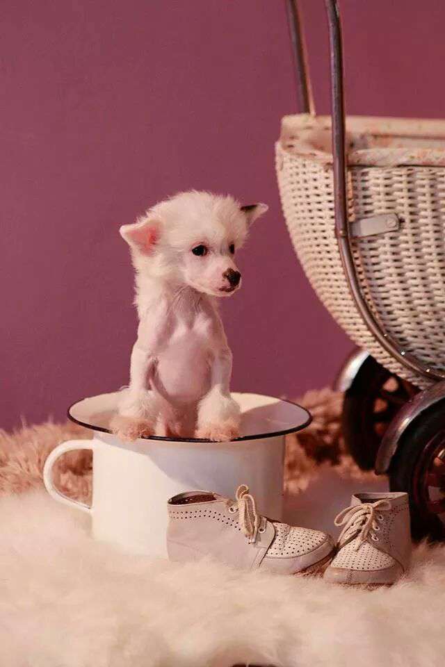 Eleanora di Bronco Piccolo Amico