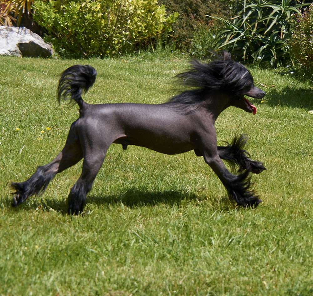 Lusitano Black Kokeshi' c Dogs