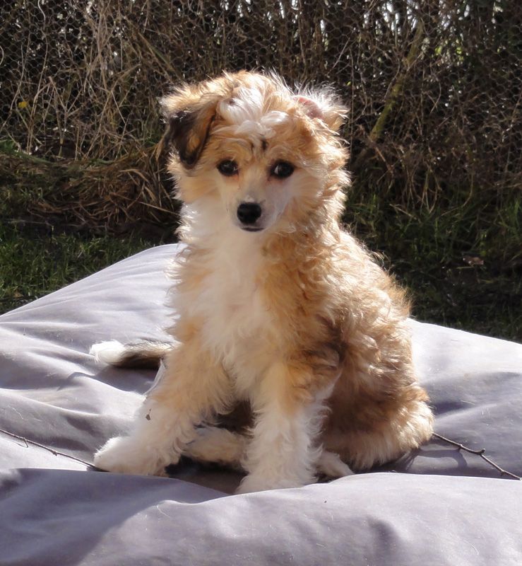 Crazy Diamond Bam-Bam