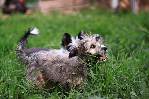 Apriori Vip Fler De Lis