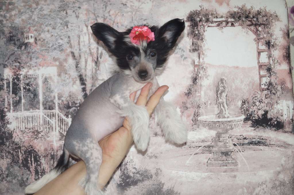 Imperatorskiy Kapriz Evropa