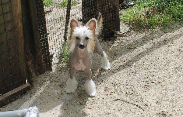 Orka Top Model De Rama