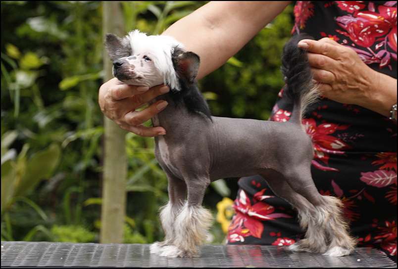 Forget Me Not Avokaduh