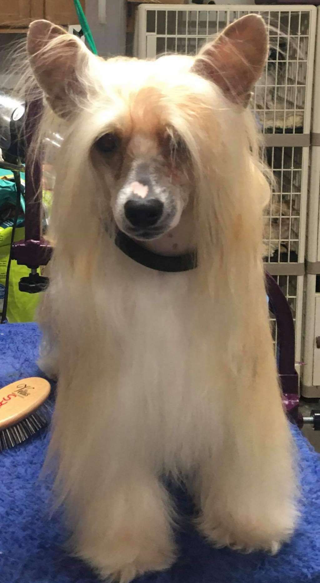 By Angel Wings Sherrick's Dressed To Impress