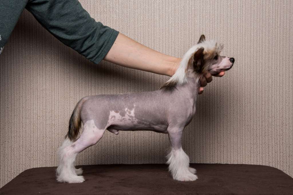 Anna Sky Kennel Oliver