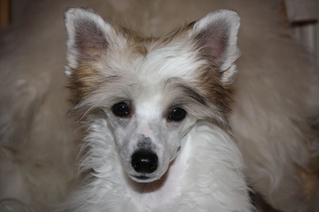 Yagudina's The Angel