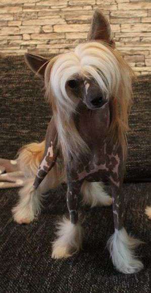 my little horse du pavé de varennes