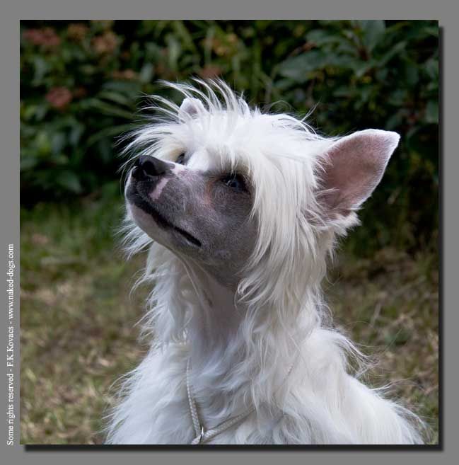 Campino du Copcopine