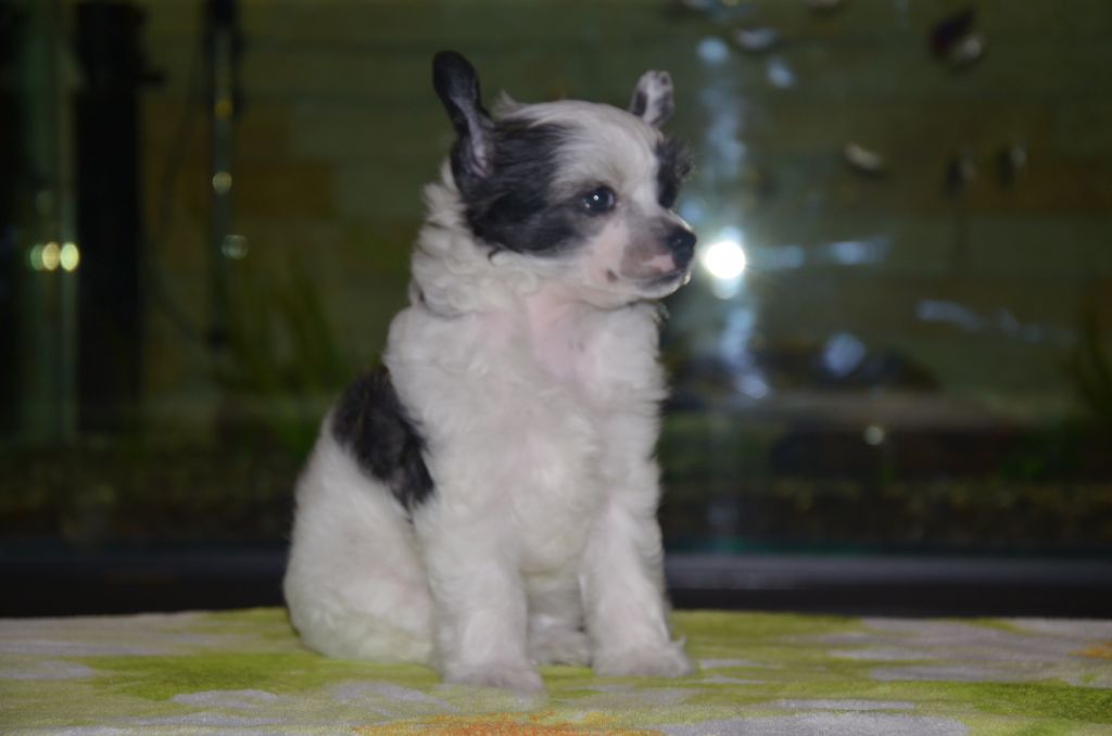 Deleonora Grey Bonus Westtai