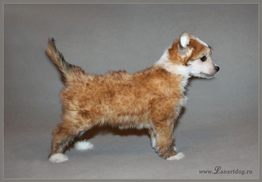 Lanart Europa Ksolo Club