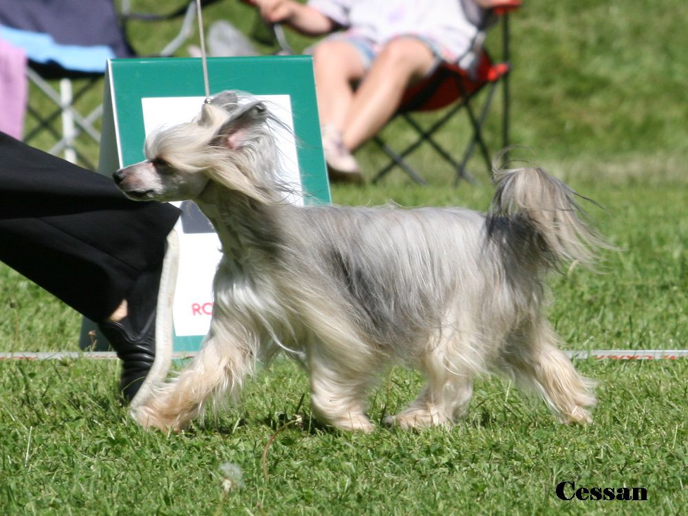 Twilight Dreamstar's Prada