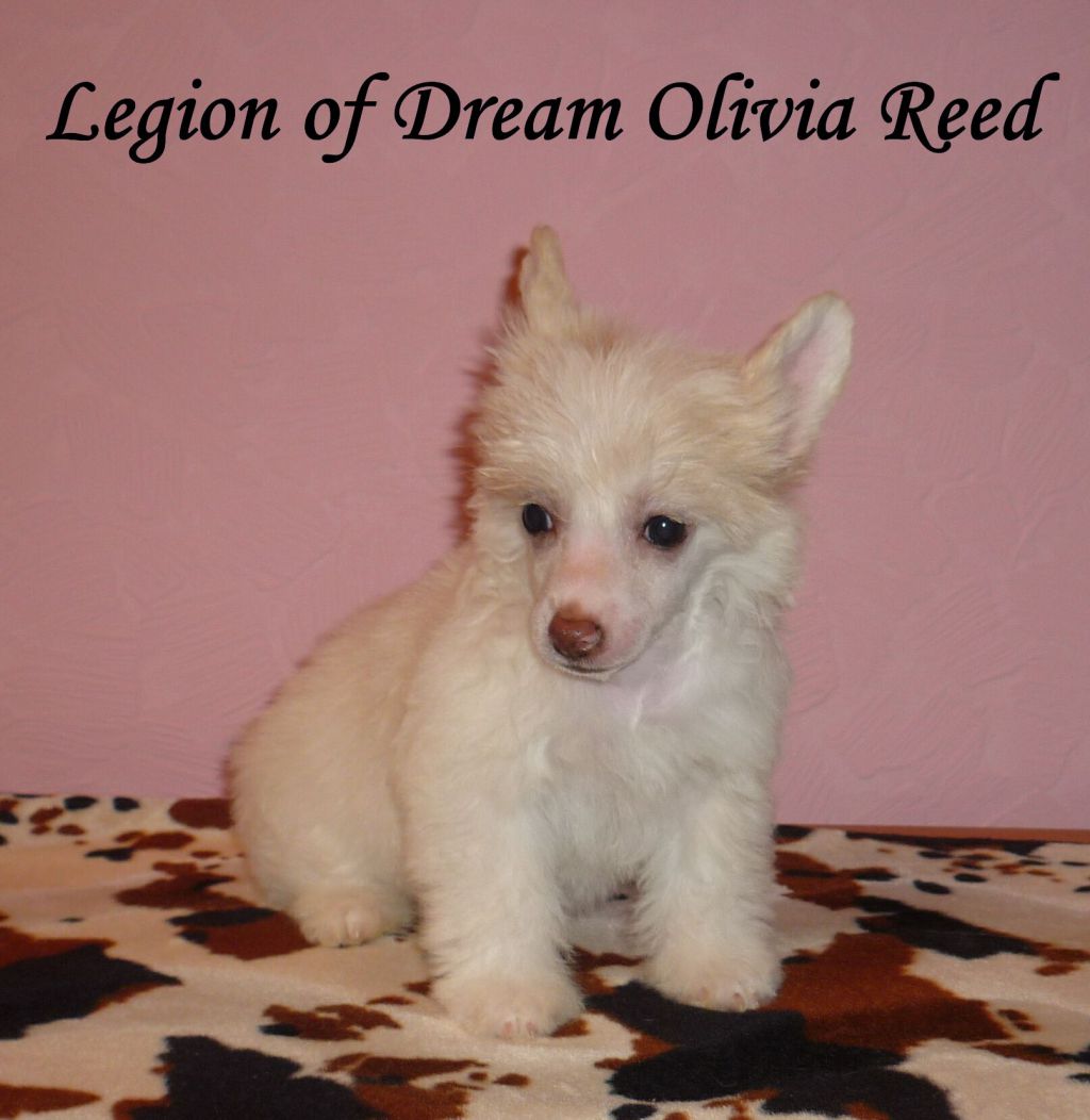 Legion of Dream Olivia Reed