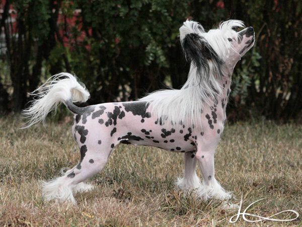 Sippelins Pride Elentari