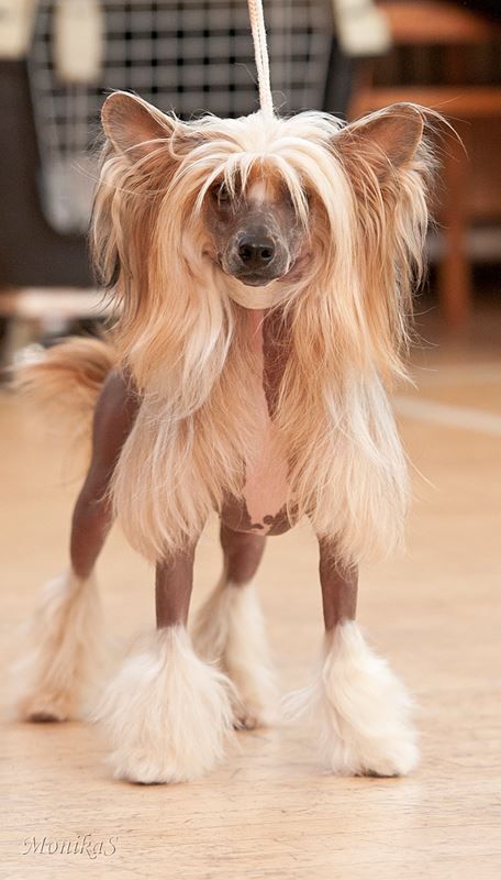 Bartolomeo d'Alviano Maytay's Minng