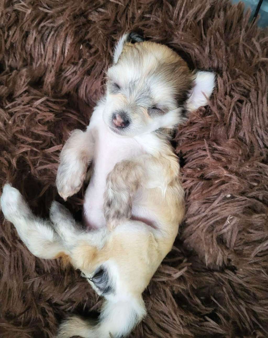 Smal Island dogs CC Monkeyface