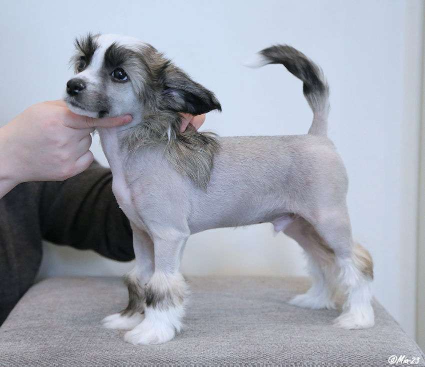 Tirlittan You Can't Catch me