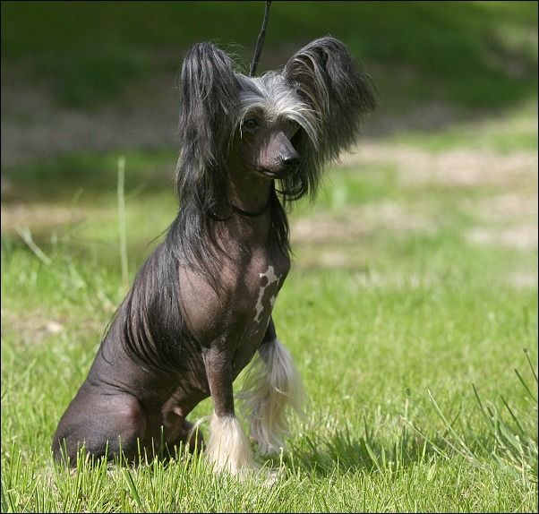 El Djazaira Avokaduh