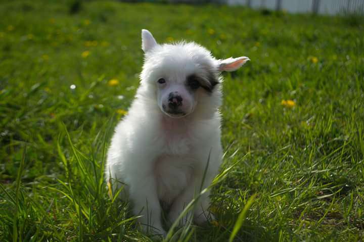 Fiery Fame Optima Forma